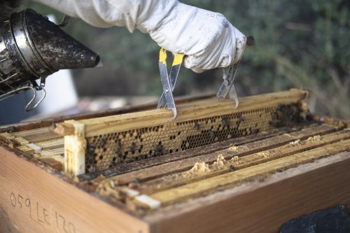 Un día entre abejas. en Cacabelos